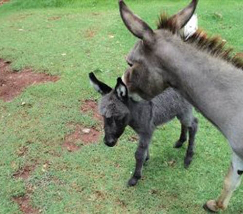 miniature-donkeys-sold